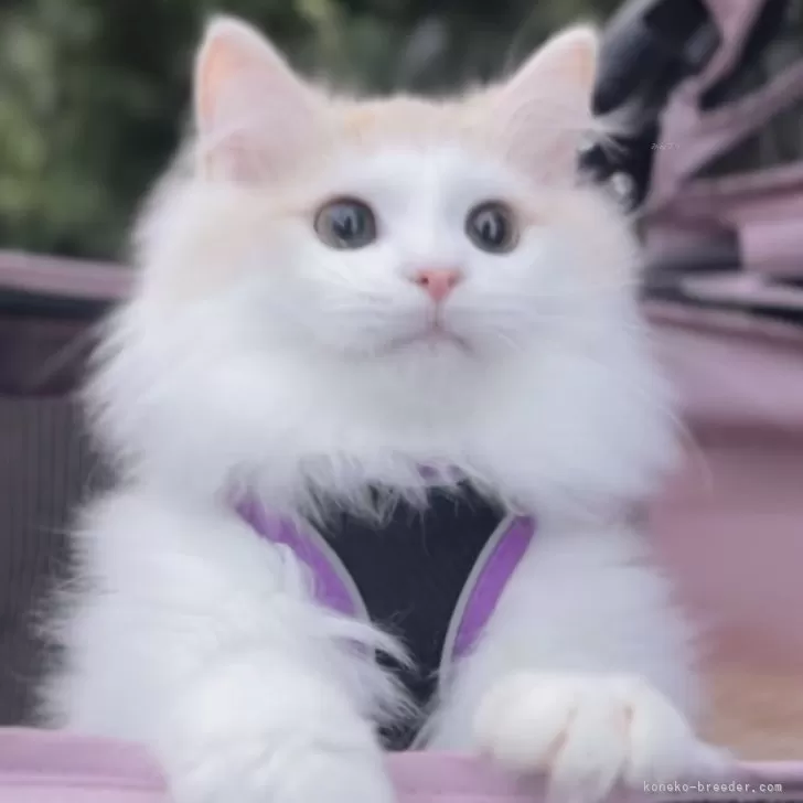 サイベリアン【北海道・男の子・2025年2月18日・クリームタビー&amp;ホワイト】の写真1「お外でも楽しそうな表情」