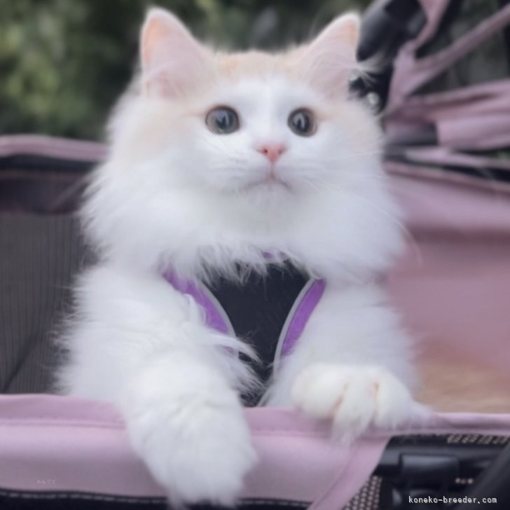 ブリーダー画像
