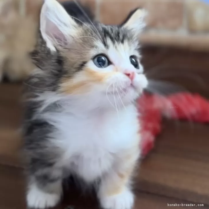 ID:2505-03571の子猫