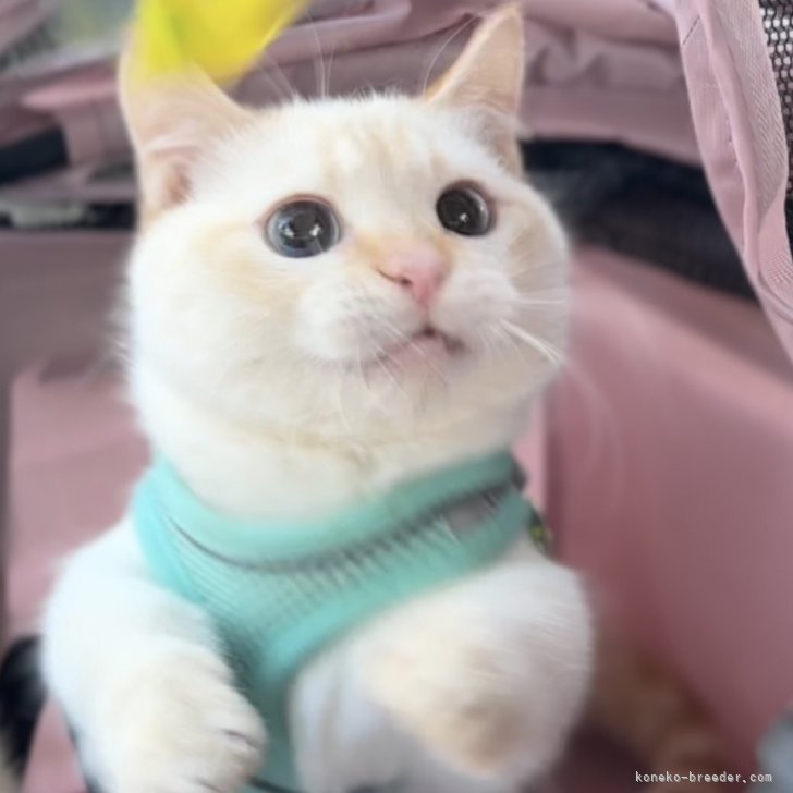 ブリーダー画像