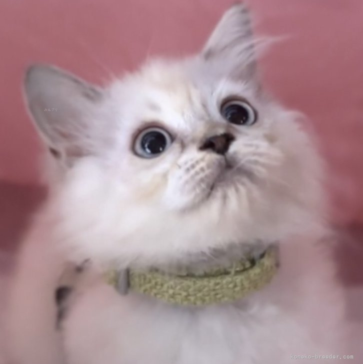 ブリーダー画像