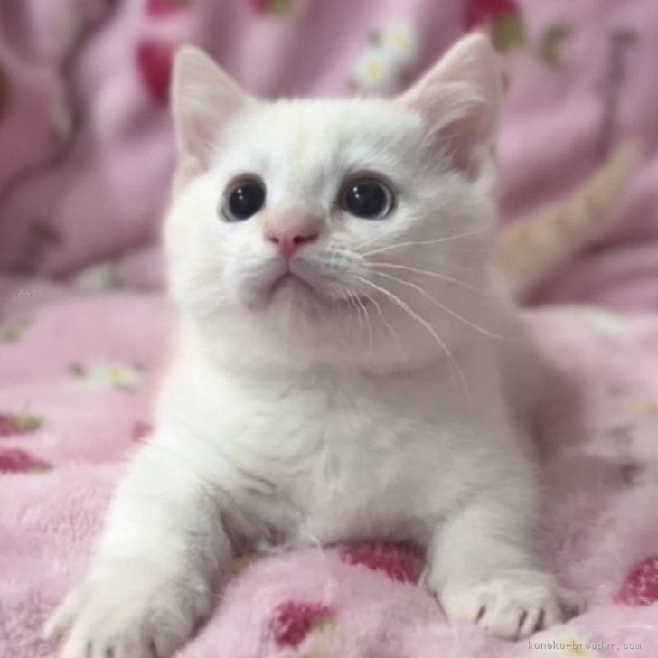 ブリーダー画像