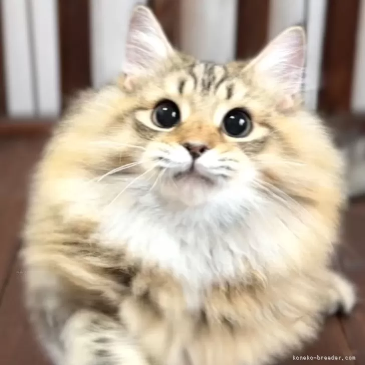 サイベリアン【北海道・男の子・2025年2月18日・ブラウンスポッティドタビー】の写真1「冬に向けて毛量を増やし始めました」