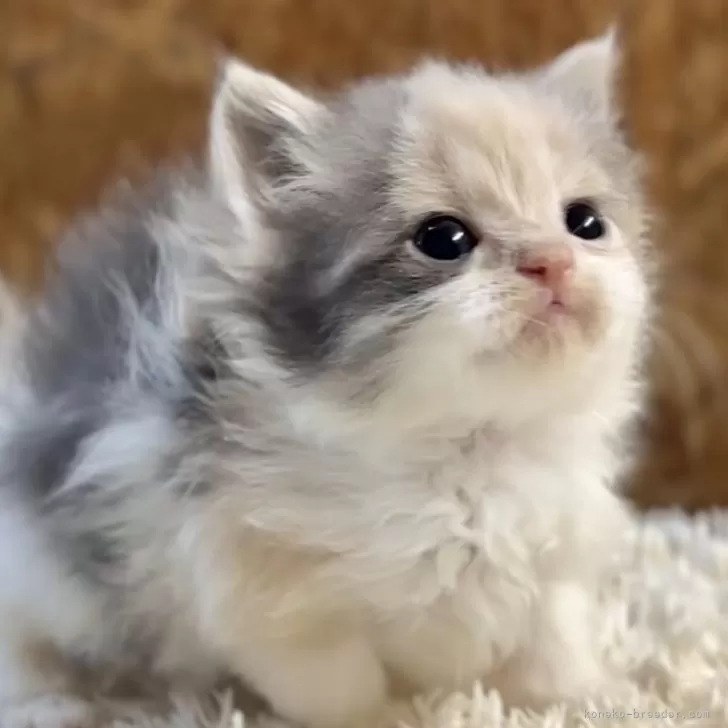 ラガマフィン【北海道・女の子・2025年9月27日・ダイリュートキャリコ】の写真1