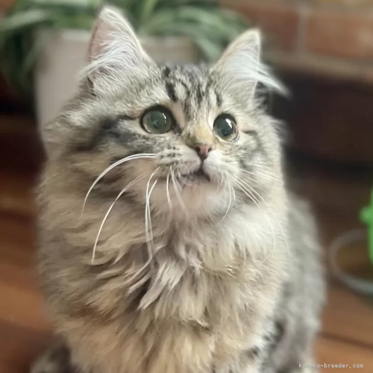 サイベリアン【北海道・女の子・2025年4月28日・ブラウンマッカレルタビー】の写真1