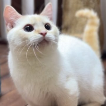 ミヌエット(短足)【北海道・男の子・2024年12月1日・フレイムリンクスポイント】の写真「☆話題の神メソッド猫☆東京仙台愛知福岡可」