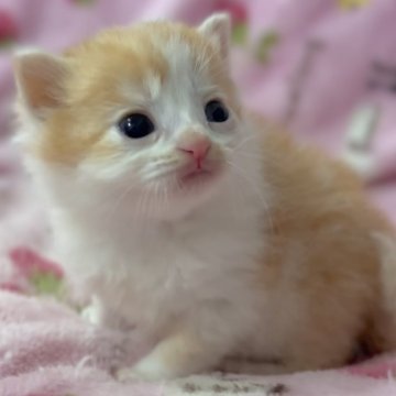 マンチカン(長足)【北海道・男の子・2025年10月9日・レッドタビー&ホワイト（ロングヘア）】の写真「話題の神メソッドを動画でご紹介☆東京仙台愛知福岡可」