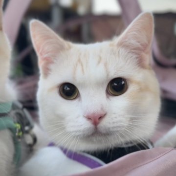 ミヌエット(長足)【北海道・男の子・2024年9月3日・クリームカメオタビー&ホワイト】の写真「☆話題の神メソッド動画☆東京仙台愛知福岡可」
