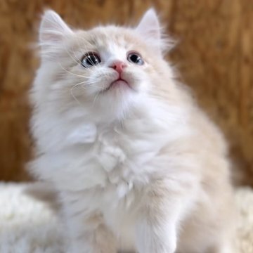 マンチカン(長足)【北海道・男の子・2025年8月18日・クリームタビー&ホワイト（ロングヘア）】の写真「話題の神メソッドを動画でご紹介☆東京仙台愛知福岡可」