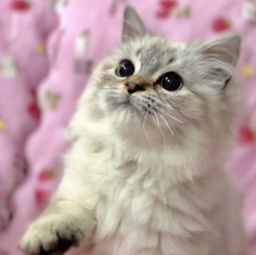 ラガマフィン【北海道・男の子・2025年6月27日・ブルーポイント（ロングヘア）】の写真「話題の神メソッドを動画でご紹介☆東京仙台愛知福岡可」