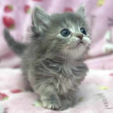マンチカン(短足)【北海道・女の子・2025年5月14日・ブルーパッチトタビー（ロングヘア）】の写真「話題の神メソッドを動画でご紹介☆東京仙台愛知福岡可」