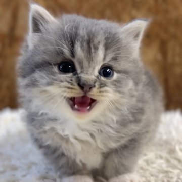 ラガマフィン【北海道・男の子・2025年9月27日・ブルータビー（ロングヘア）】の写真「話題の神メソッドを動画でご紹介☆東京仙台愛知福岡可」