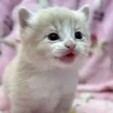 マンチカン(長足)