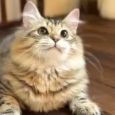サイベリアン