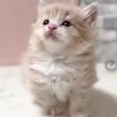 マンチカン(短足)