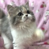 スコティッシュフォールド(立ち耳)