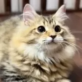 サイベリアン
