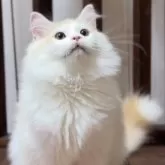 サイベリアン