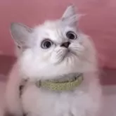 ラガマフィン