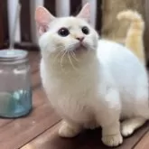 ミヌエット(短足)