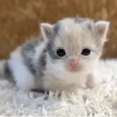 ラガマフィン【北海道・女の子・2025年9月27日・ダイリュートキャリコ】の写真9