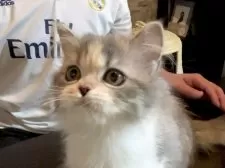 スコティッシュフォールド(立ち耳)【北海道・女の子・2025年7月10日・ブルーパッチトタビー&ホワイト】の写真7