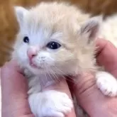 マンチカン(短足)【北海道・男の子・2025年8月18日・クリームタビー&ホワイト】の写真12