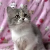 スコティッシュフォールド(立ち耳)【北海道・女の子・2025年7月10日・ブルーパッチトタビー&ホワイト】の写真11