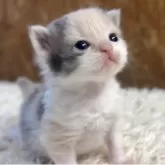 ラガマフィン【北海道・女の子・2025年9月27日・ダイリュートキャリコ】の写真12