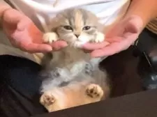 スコティッシュフォールド(立ち耳)【北海道・女の子・2025年7月10日・ブルーパッチトタビー&ホワイト】の写真9「頭撫でると折れ耳に」