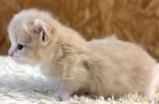 マンチカン(短足)【北海道・男の子・2025年8月18日・クリームタビー&ホワイト】の写真14