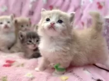 マンチカン(長足)【北海道・男の子・2025年8月18日・クリームタビー&ホワイト】の写真8