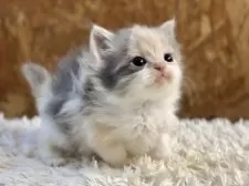 ラガマフィン【北海道・女の子・2025年9月27日・ダイリュートキャリコ】の写真8