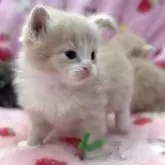 マンチカン(長足)【北海道・男の子・2025年8月18日・クリームタビー&ホワイト】の写真9