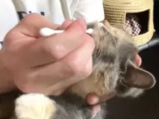 スコティッシュフォールド(立ち耳)【北海道・女の子・2025年7月10日・ブルークリーム&ホワイト】の写真7「歯磨き練習」