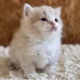 マンチカン(短足)【北海道・男の子・2025年8月18日・クリームタビー&ホワイト】の写真10