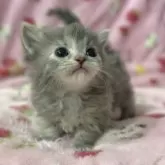 マンチカン(短足)【北海道・女の子・2025年5月14日・ブルーパッチトタビー】の写真6