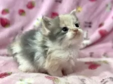 ラガマフィン【北海道・女の子・2025年9月27日・ダイリュートキャリコ】の写真3