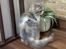 スコティッシュフォールド(立ち耳)【北海道・女の子・2025年7月10日・ブルーパッチトタビー&ホワイト】の写真5