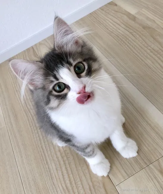 ID:1810-00511の子猫