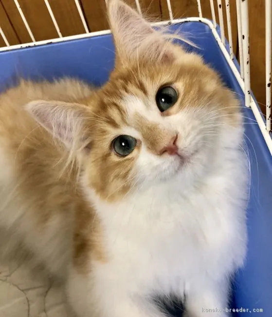 リオママ 様のお迎えした子猫