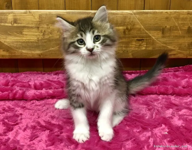 ID：1812-00738の子猫