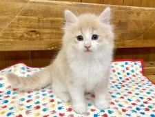 ノルウェージャンフォレストキャット【静岡県・男の子・2018年11月17日・クリームマッカレルタビーアンドホワイト】の写真3「1月4日撮影」