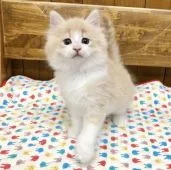 ノルウェージャンフォレストキャット【静岡県・男の子・2018年11月17日・クリームマッカレルタビーアンドホワイト】の写真4「1月4日撮影」