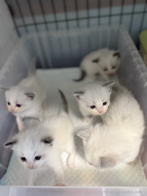 山口直也ブリーダーのブログ：ラグドールの子猫たち、すくすく成長中