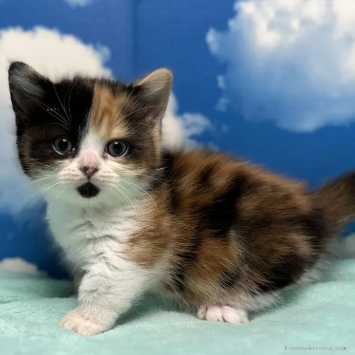 ID：2403-00873の子猫
