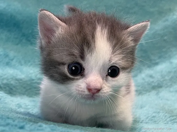 ID:2012-00418の子猫