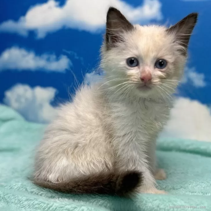 ID：2406-02743の子猫