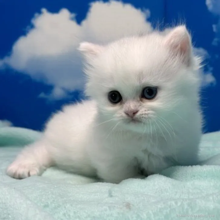 ID：2304-03522の子猫