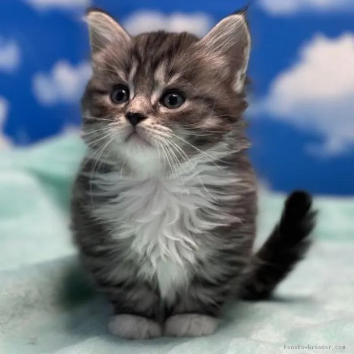 T.Ｉ 様のお迎えした子猫